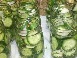 Small-Batch Refrigerator Dill Pickles. Photo by notachefjustacook63