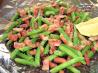 Three Bean Salad With Bacon Dressing. Recipe by 2Bleu