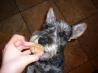 " Luck'a'doodles" Dog Treats. Recipe by Superhero's can Cook