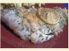 Baked Fish With Tarragon. Recipe by Jessica Costello