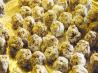Date Nut Balls. Recipe by Bullscreeker
