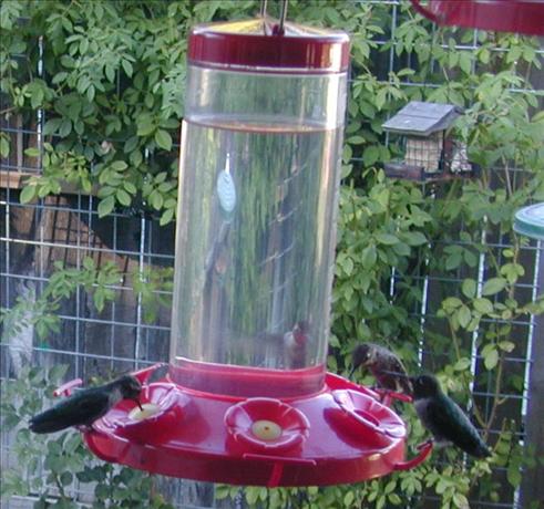 Hummingbird Feeding Solution. Photo by Barb Gertz