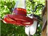 Hummingbird Feeding Solution