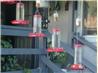 Hummingbird Feeding Solution