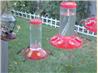 Hummingbird Feeding Solution