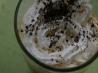 Fake-A-Frappuccino