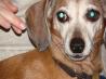 Pet Urine Remover