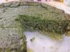 Crustless Spinach Pie. Recipe by only1nik