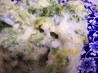 Not Your Mama's Cheesy Broccoli Casserole. Recipe by skinnychef