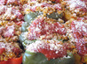 Quinoa Stuffed Bell Peppers. Recipe by vigilant20