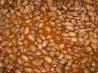 Texas Pinto Beans