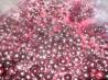 Blueberry Lemon Jam (No Pectin Recipe). Recipe by 12345678980123455677889