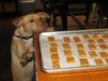 Pumpkin Dog Biscuits. Photo by Deely