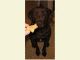 Pumpkin Dog Biscuits. Photo by Some1sGrandma