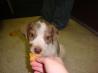 Pumpkin Dog Biscuits