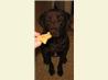 Pumpkin Dog Biscuits