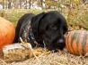 Pumpkin Dog Biscuits