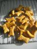 Pumpkin Dog Biscuits