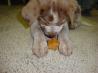 Pumpkin Dog Biscuits