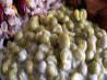 Parmesan Peas. Recipe by invictus