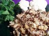 French Roasted Cauliflower With Thyme
