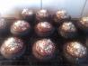 Moist Chocolate Cupcakes- Super Easy- Budget