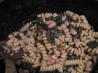 Chef-Boy-I-Be Illinois' Cavatappi With Swiss Chard
