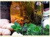 Herbal Vinegar with Basil. Recipe by - Carla -