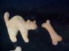 Canine Cookies. Recipe by Dreamer in Ontario