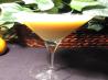 Class Act Cocktail. Recipe by **Mandy**