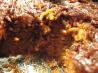 Jerusalem Sweet-Hot Noodle Casserole/ Yerushalmi Kugel. Recipe by scancan