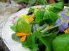 Elizabethan English Herb and Flower Salad With Honey Dressing