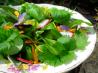 Elizabethan English Herb and Flower Salad With Honey Dressing