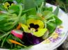 Elizabethan English Herb and Flower Salad With Honey Dressing