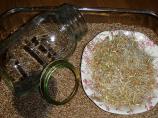 How to Sprout Wheat Berries. Photo by Dawnab