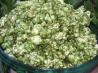 St. Patrick's Day Popcorn