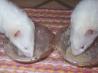 Pet Ferret's Soup