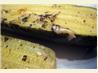 Grilled Zucchini