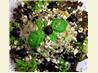 Basil Cashew Chicken Salad