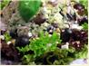 Basil Cashew Chicken Salad
