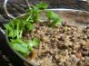 Punjabi Dal Makhani