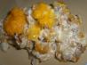 Crock Pot Cheesy Potatoes. Recipe by LexingtonMom