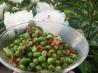 Spring Peas With Pancetta