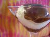 Velvet Chocolate Sauce