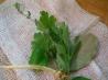 Fresh Bouquet Garni by Toula Patsalis. Recipe by KateL