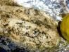 Greek Grilled Fish
