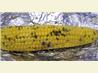 Herbed Corn