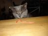 Halloween Worms