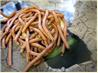 Halloween Worms