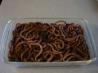Halloween Worms